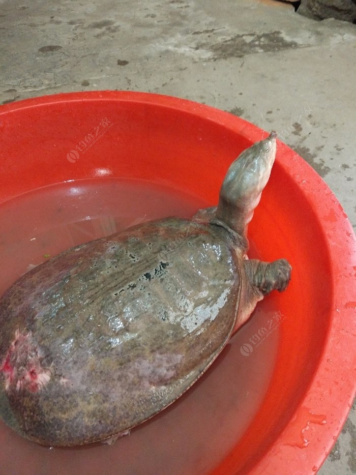 甲魚繁殖能力強嗎_甲魚怎么繁殖一次幾個_甲魚怎么繁殖的