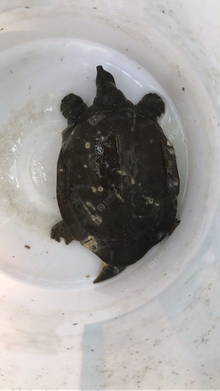 甲魚怎么繁殖的_甲魚怎么繁殖一次幾個_甲魚繁殖能力強嗎