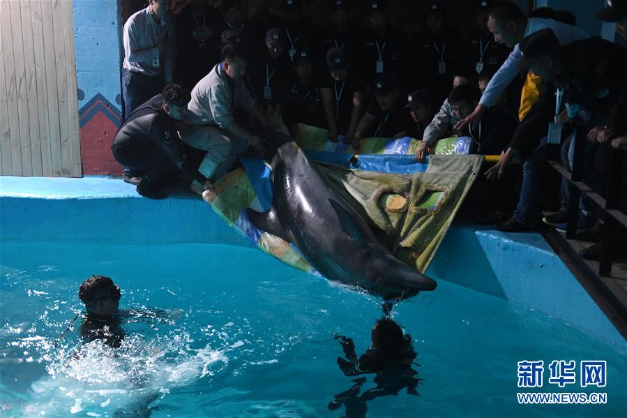 海豚擱淺如何救援_海豚擱淺_夢見海豚擱淺