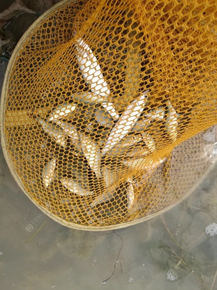 晚秋野釣鯉魚_晚秋釣鯉魚釣多深_晚秋怎樣釣鯉魚