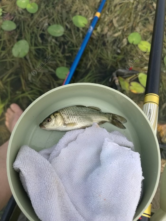 晚秋釣鯉魚釣多深_晚秋野釣鯉魚_晚秋怎樣釣鯉魚