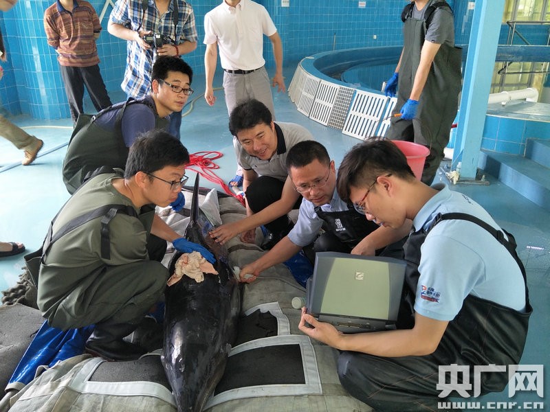 海豚擱淺救援工具_海豚擱淺用什么救助工具_海豚擱淺
