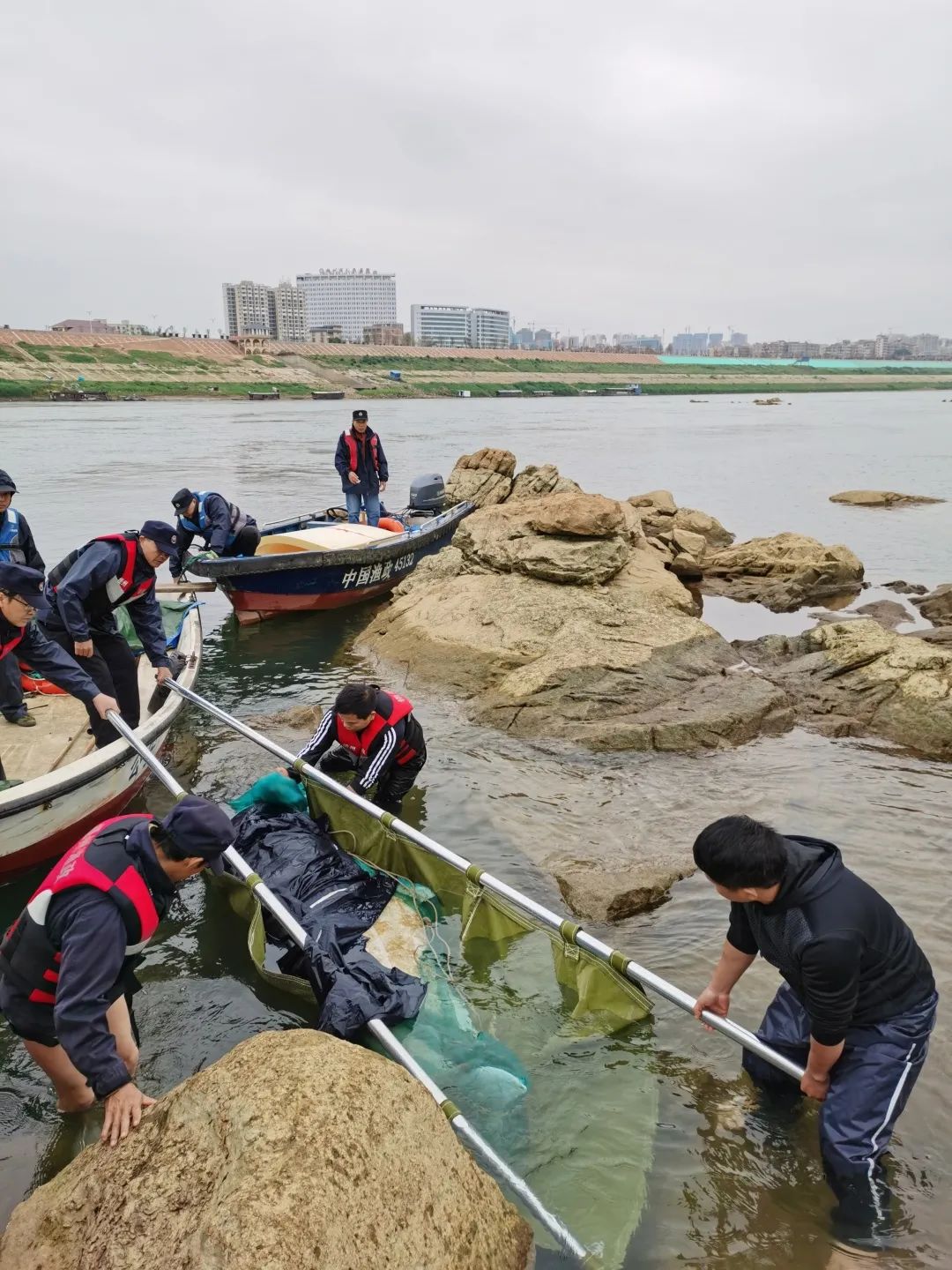 海豚擱淺救援工具_海豚擱淺_海豚擱淺用什么救助工具
