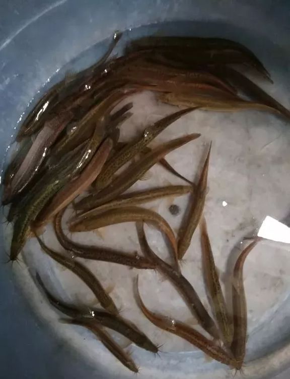 放生泥鰍_放生泥鰍的十大好處_放生泥鰍禁忌