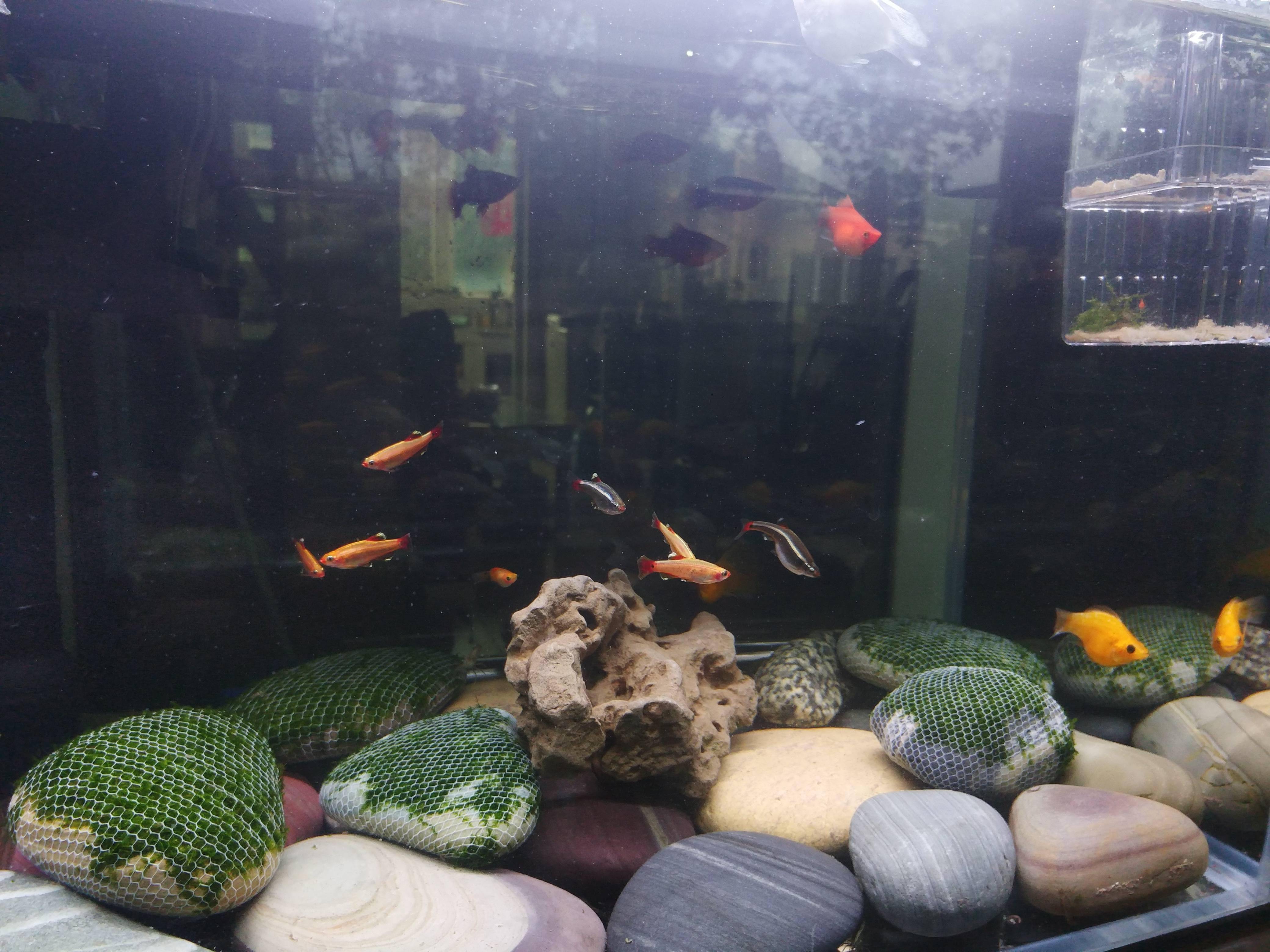 批發觀賞魚苗_觀賞魚批發_批發觀賞魚的地方
