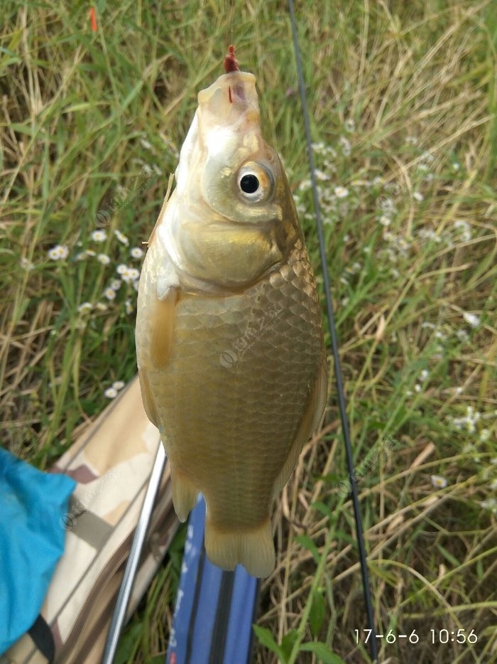 手桿釣魚視頻_釣魚視頻野釣實戰 手竿_釣魚視頻實戰野釣手竿圖片