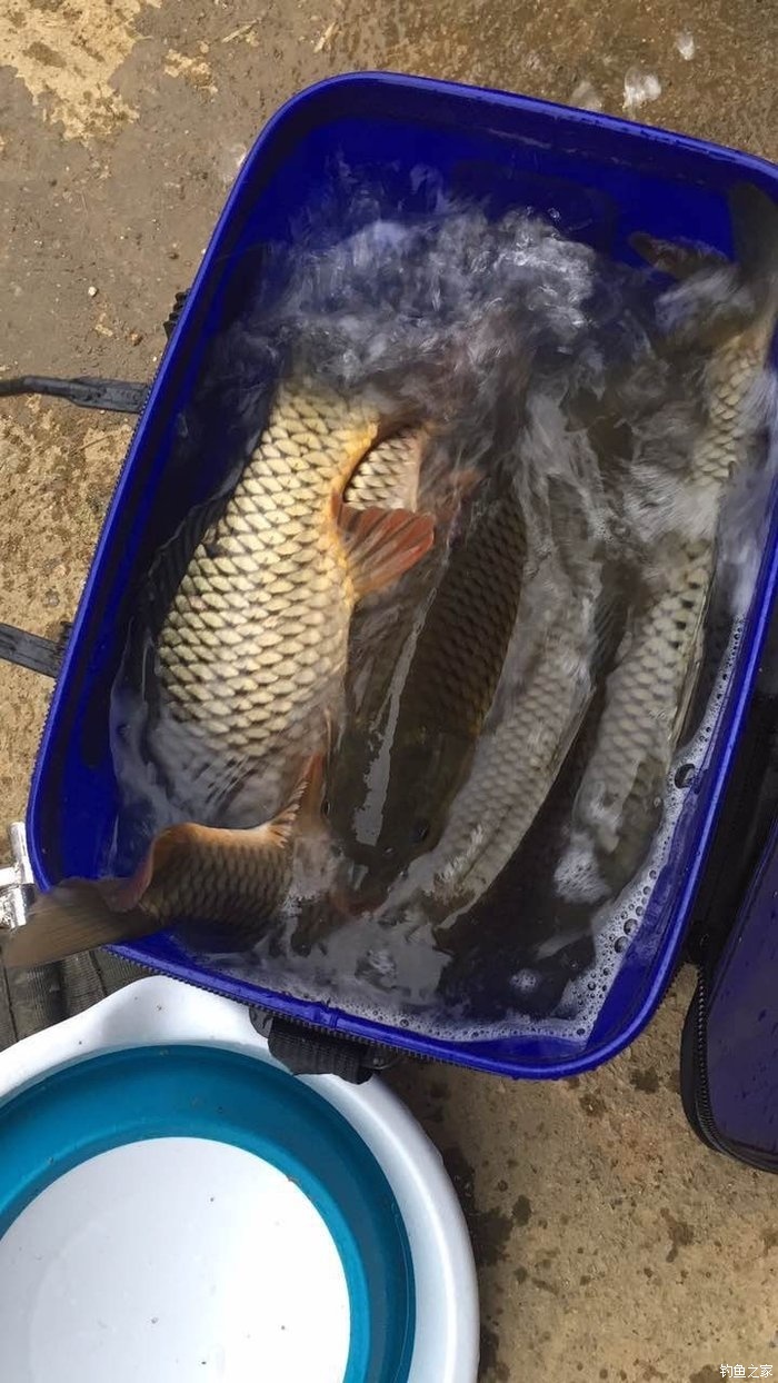 初冬釣鯉魚如何做窩_初冬野釣鯉魚_初冬怎樣釣鯉魚