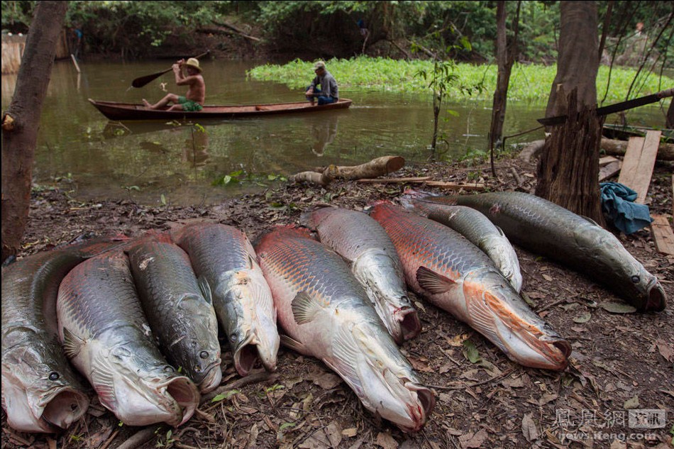 撕開哺乳動物皮毛肌肉的巨骨舌魚