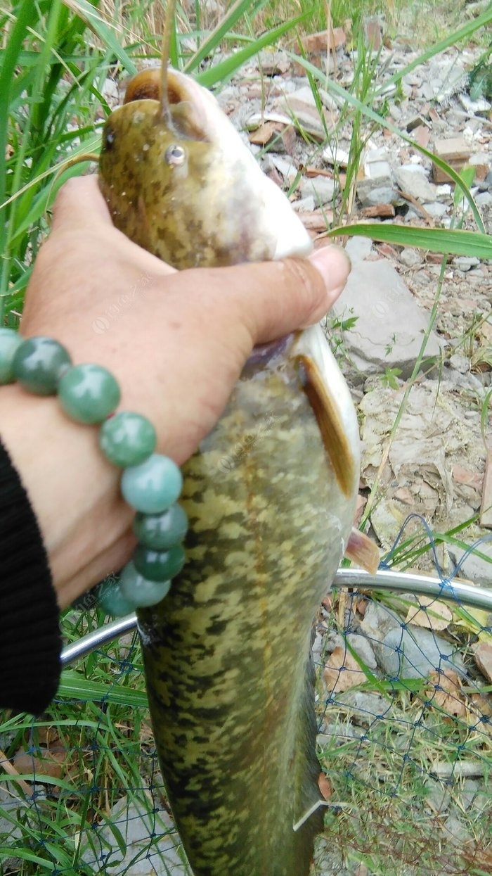 鯰魚技巧方法野釣_鯰魚怎樣釣法_野釣鯰魚的技巧和方法