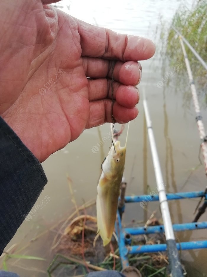 鯰魚技巧方法野釣_鯰魚怎樣釣法_野釣鯰魚的技巧和方法