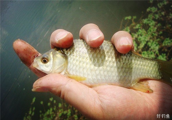 初冬怎樣釣鯉魚_初冬釣鯉魚如何做窩_初冬釣鯉魚的溫度多少合適