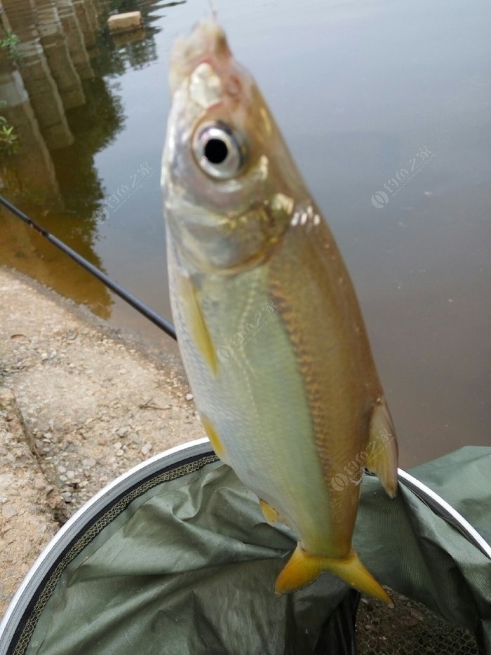 釣鯽魚調漂視頻教學視頻_視頻鯽魚野釣調漂怎么調_野釣鯽魚視頻怎么調漂