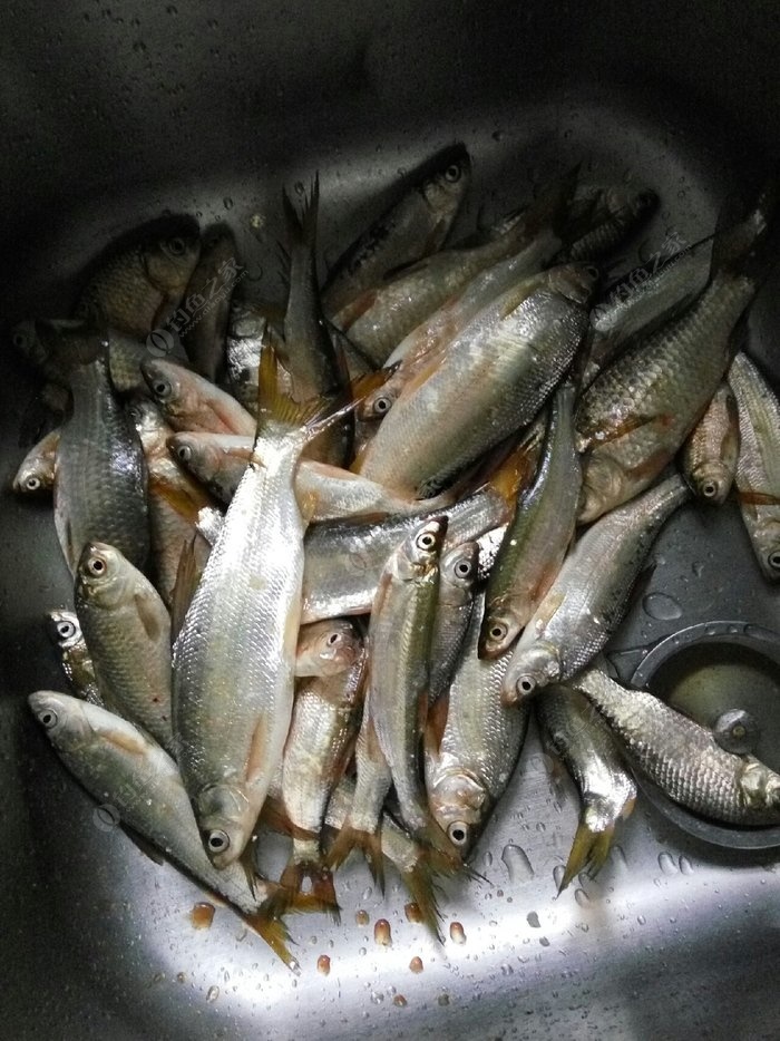 野釣鯽魚視頻怎么調漂_釣鯽魚調漂視頻教學視頻_視頻鯽魚野釣調漂怎么調