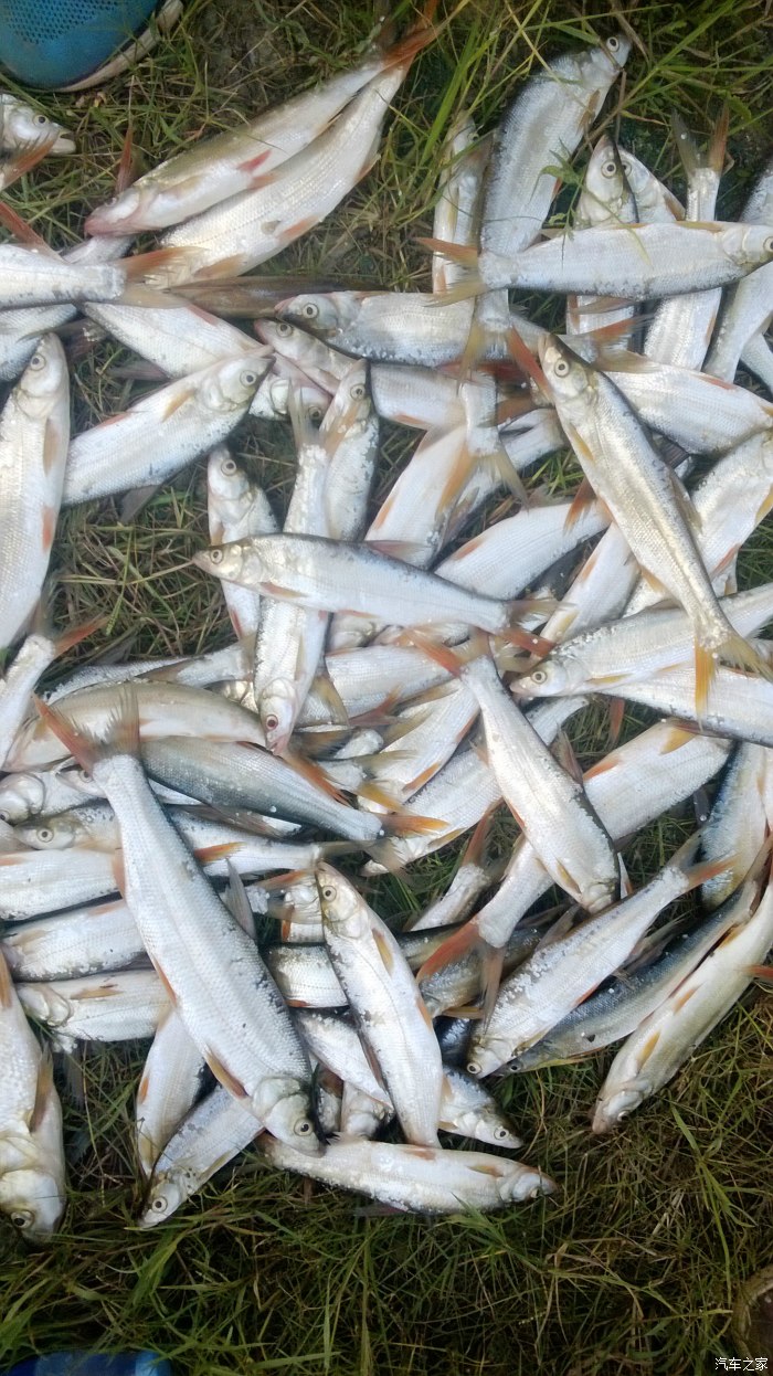 野釣鯽魚視頻怎么調漂_釣鯽魚調漂視頻教學視頻_視頻鯽魚野釣調漂怎么調