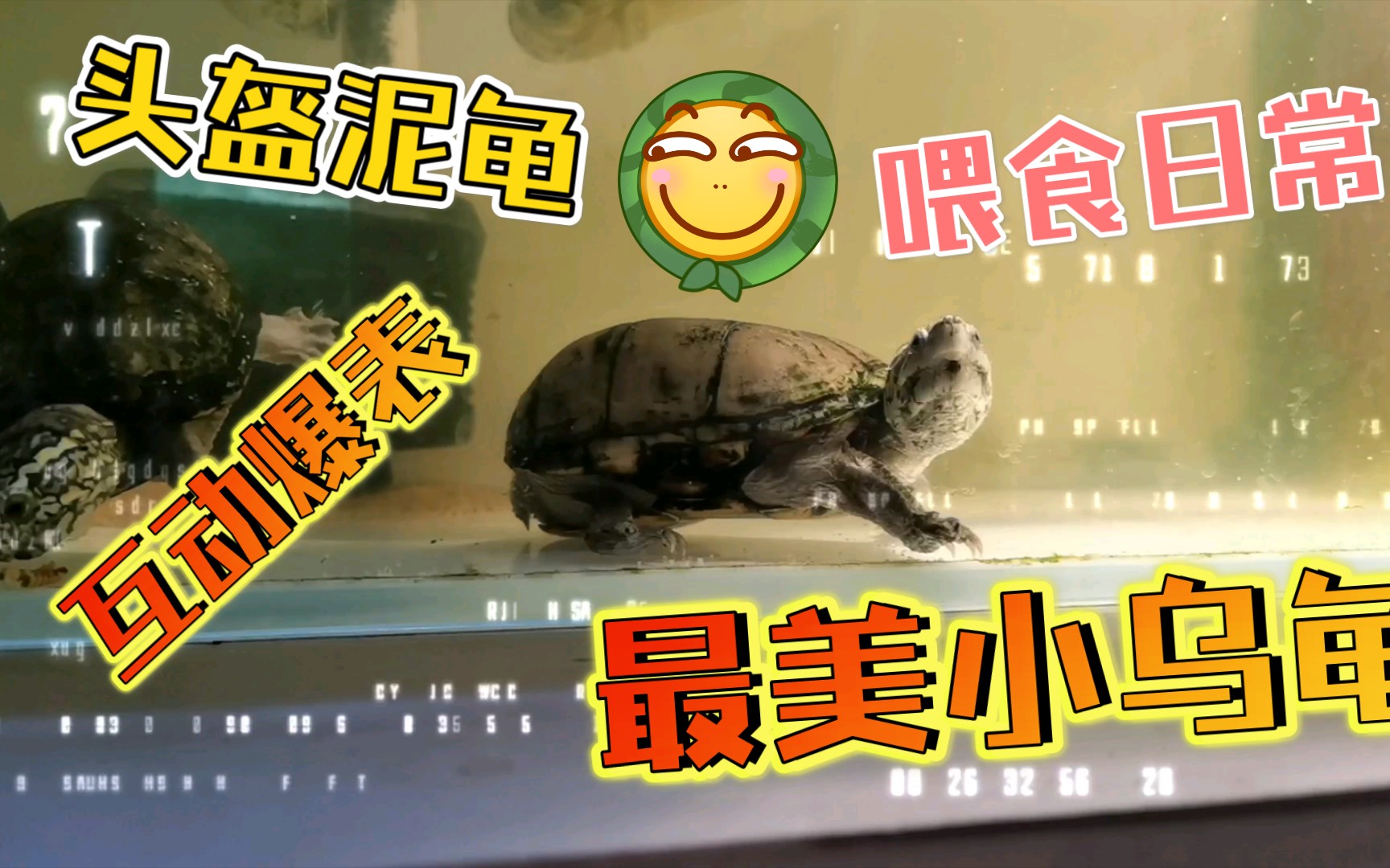頭盔龜蛋多少錢一個合適_頭盔蛋龜是什么龜_頭盔蛋龜介紹