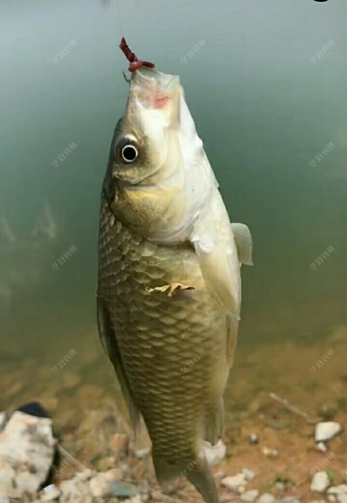 筏釣技巧和方法_怎樣筏釣視頻觀看_怎樣釣筏釣