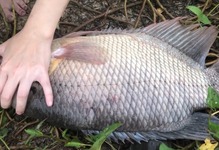 龍躉魚圖片_龍躉魚片的做法大全_龍躉照片