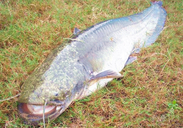 鯰魚技巧方法野釣視頻_鯰魚怎樣釣法_野釣鯰魚的技巧和方法