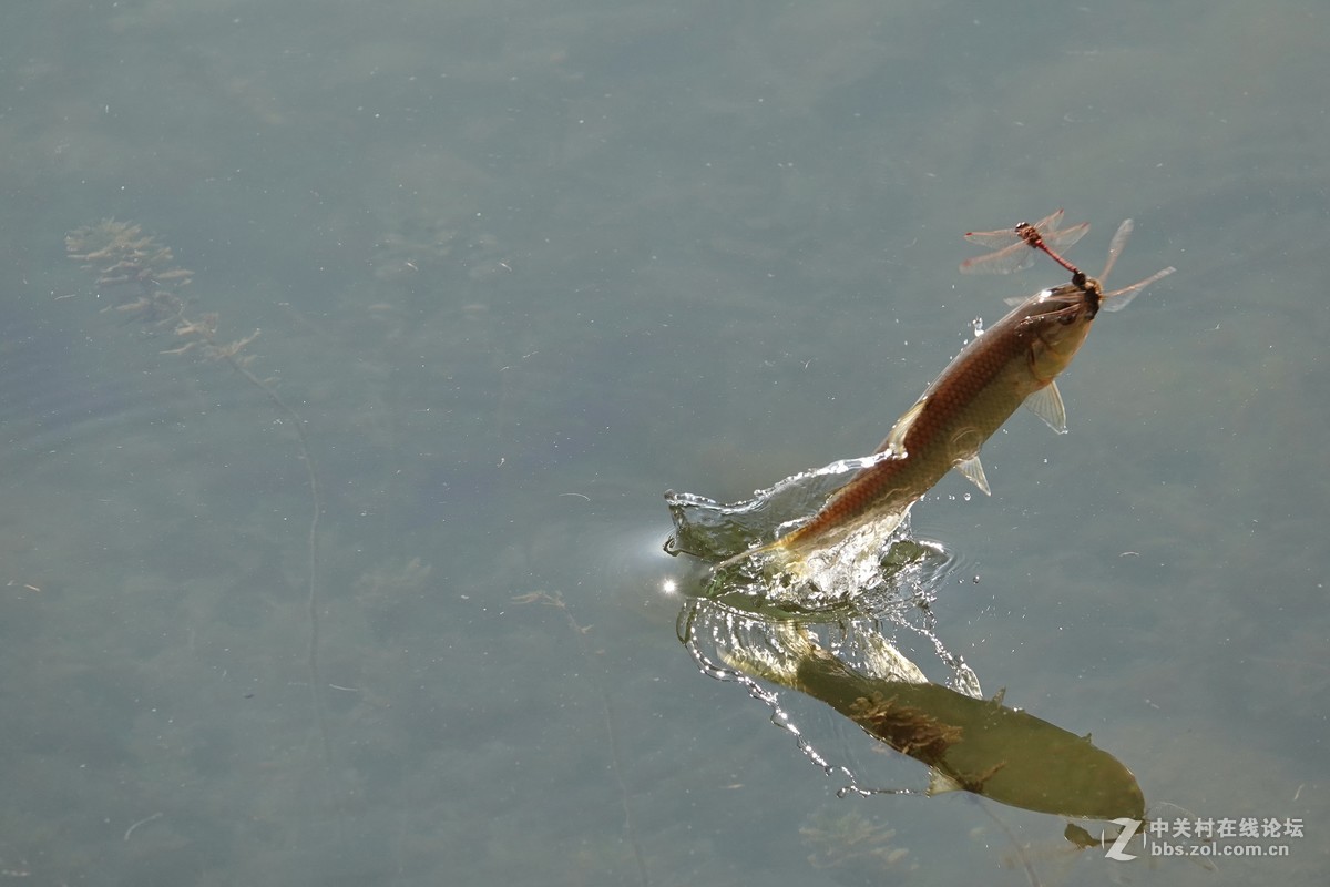 龍躉魚圖片_龍躉魚簡筆畫_龍躉魚的樣子