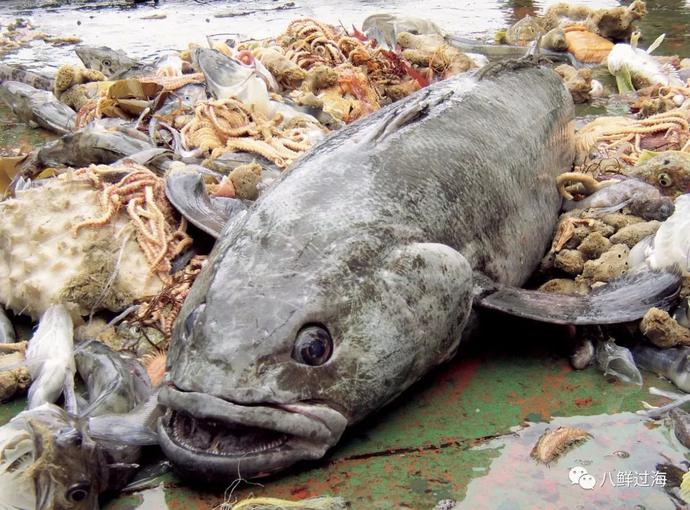 深海魚鲅魚是什么魚_鲅魚是深海魚嗎_深海魚鲅魚是海鮮嗎