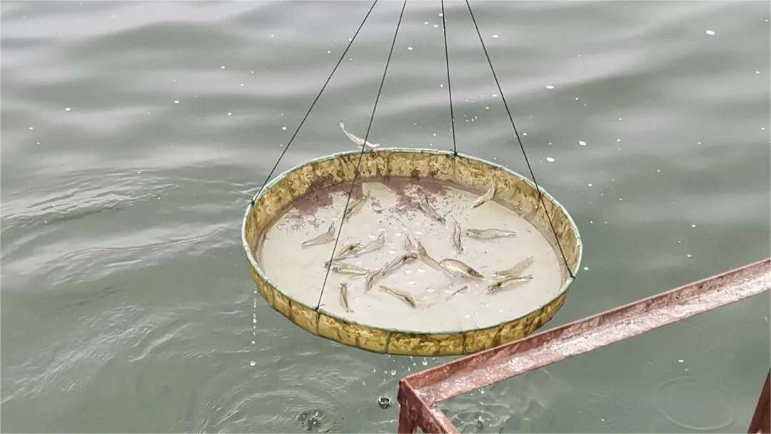 鲅魚是深海魚嗎_深海魚鲅魚是什么魚_深海魚鲅魚是海鮮嗎