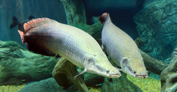 巨骨舌魚是食人魚的天敵嗎_巨骨舌魚吃食人魚是真的嗎_巨骨舌魚吃食人魚視頻