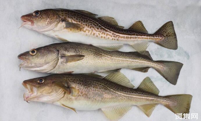 鱈魚產地_鱈魚原產地和產地區別_鱈魚產地哪里排名第一