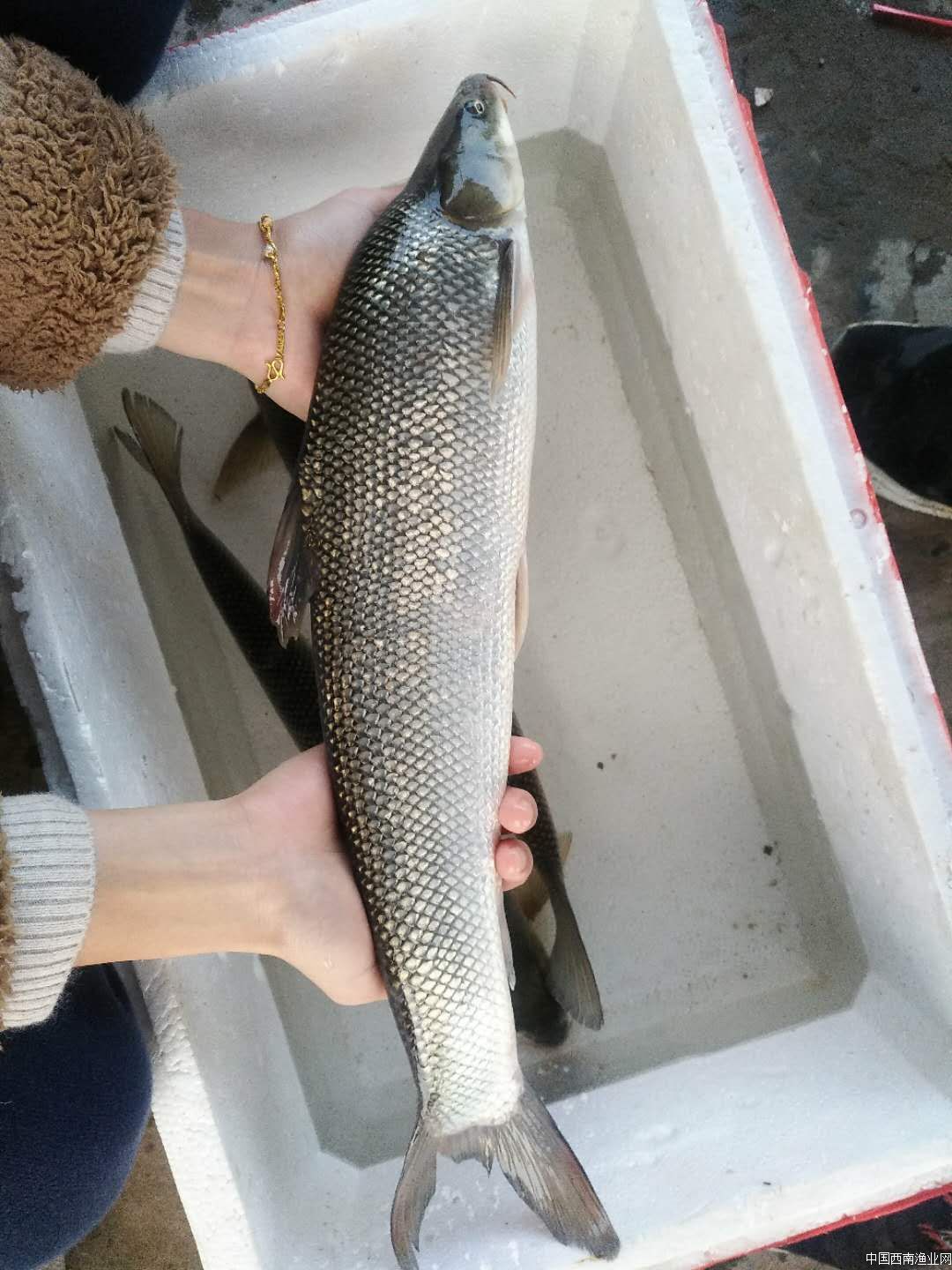 鱈魚原產地哪里品質好_鱈魚產地哪里排名第一_鱈魚產地