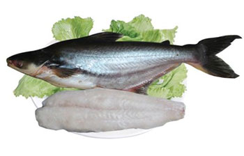 鱈魚原產地哪里品質好_鱈魚產地_鱈魚產地哪里排名第一
