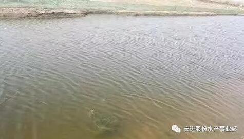 鴨嘴魚價格_魚鴨嘴村_鴨嘴魚