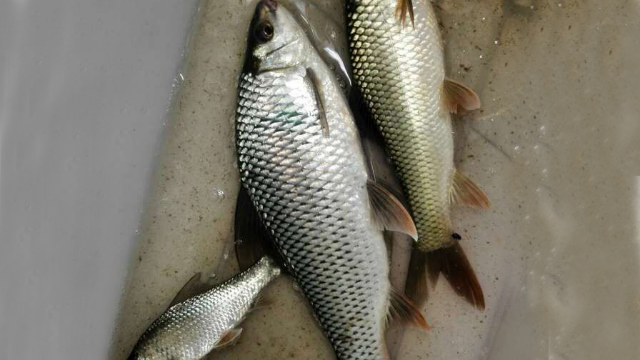 草魚草魚怎么做好吃_草魚多少錢一斤_草魚現在多少錢一斤