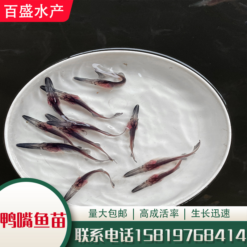 鴨嘴魚價格_鴨嘴魚_魚鴨嘴獸
