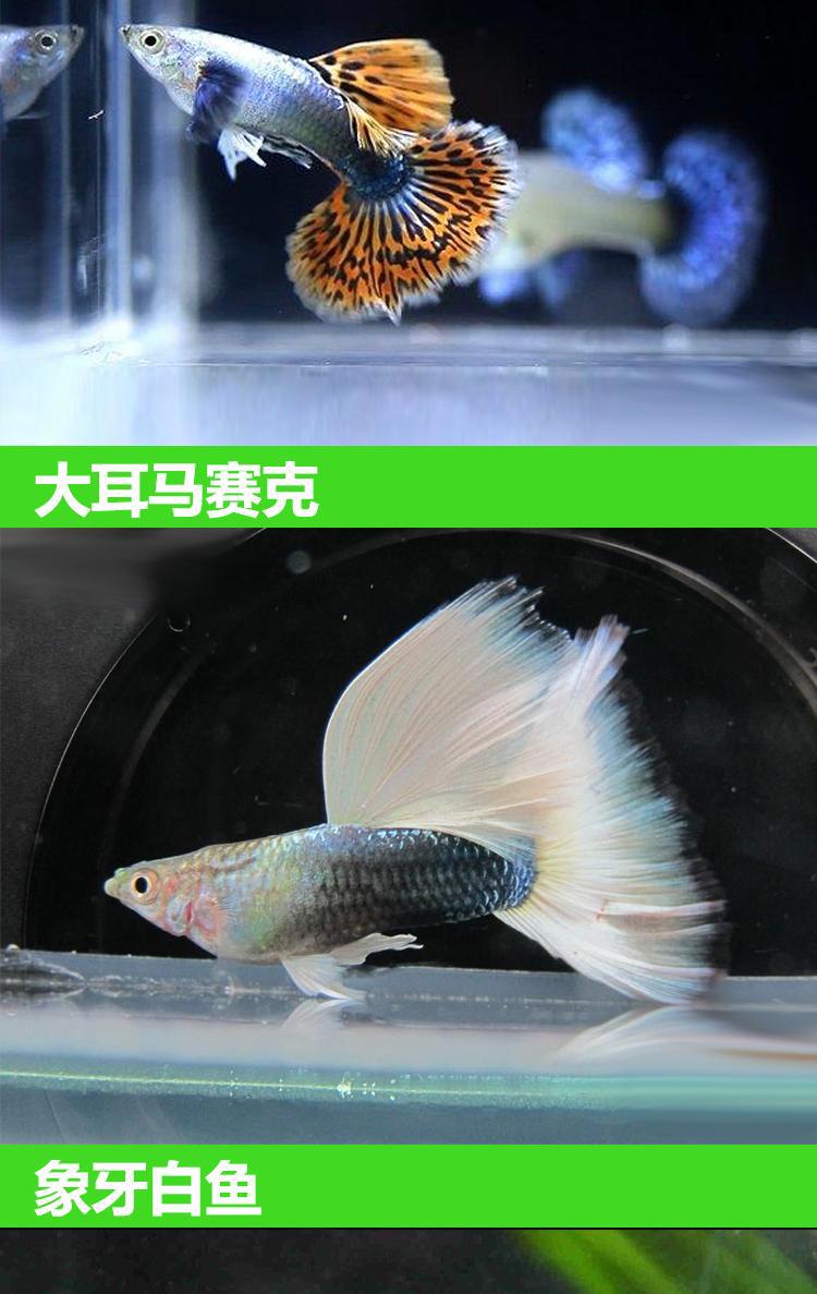 金苔鼠魚和鼠魚誰好_金金苔鼠魚_金苔鼠魚