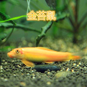 金金苔鼠魚_金苔鼠魚_金苔鼠魚怎么越養越白