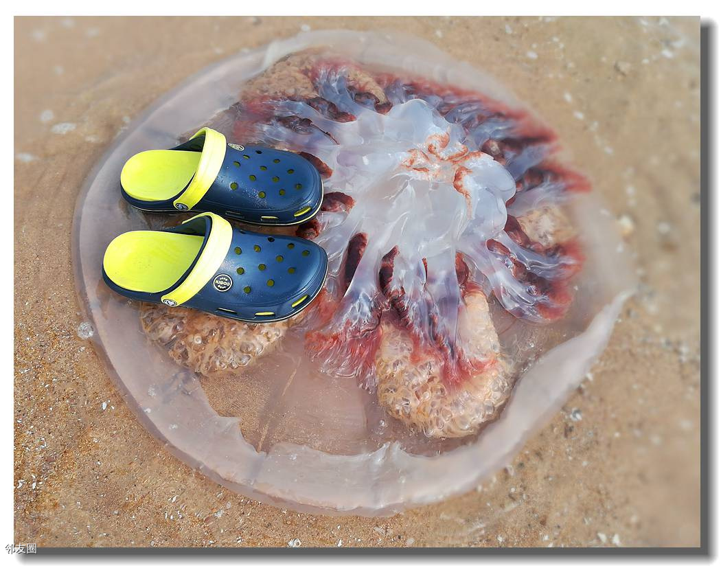 北極霞水母_北極霞水母和獅鬃水母_北極霞水母吃鯊魚視頻