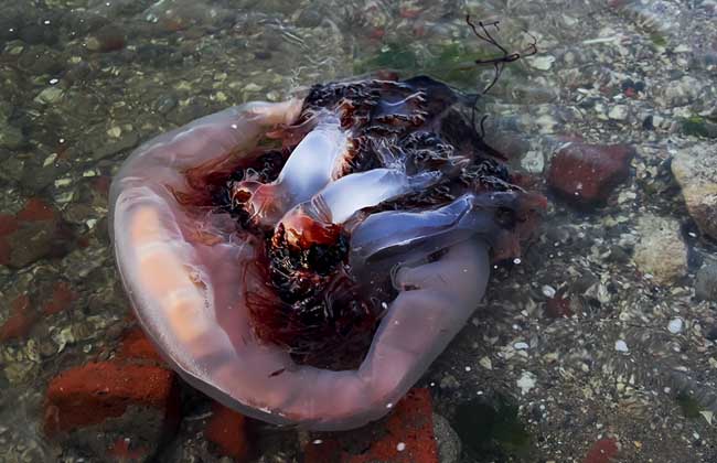 北極霞水母吃鯊魚視頻_北極霞水母_北極霞水母和獅鬃水母