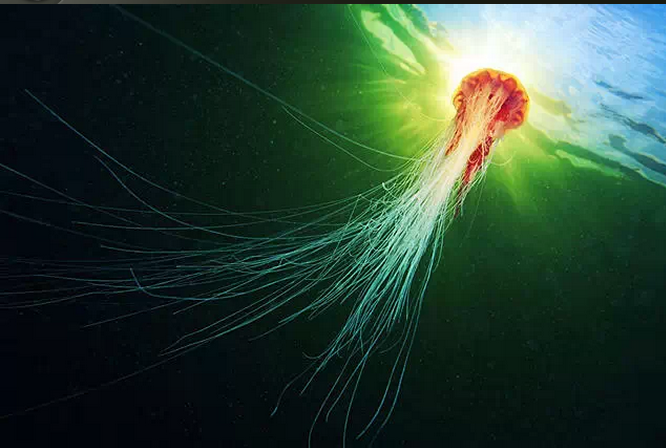 龍的傳人：深海中被撕扯成碎片的生物