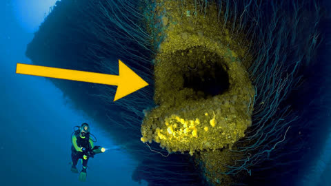北極霞水母和藍鯨對比_北極霞水母的天敵是什么_北極霞水母