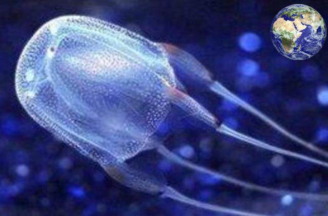 北極霞水母吃鯊魚視頻_北極霞水母和藍鯨對比_北極霞水母