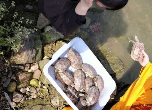 革胡子鯰魚生長溫度_革胡子鯰_革胡子鯰魚圖片