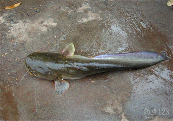 東莞釣魚人輪番遛胡子，最后被兩人抬走……