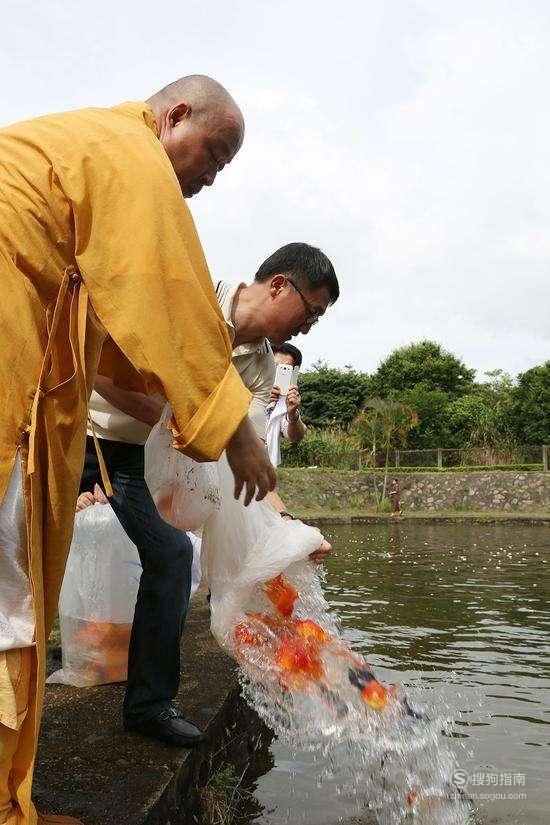 革胡子鯰魚和普通鯰魚有啥區別_革胡子鯰魚圖片_革胡子鯰