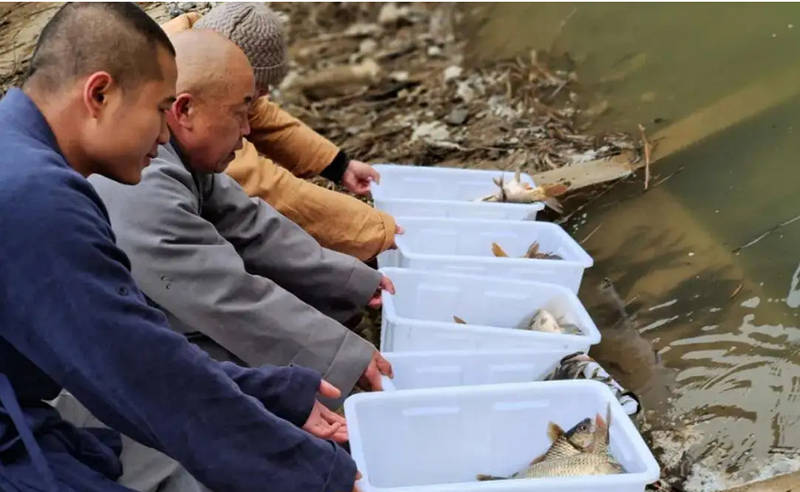 革胡子鯰魚和普通鯰魚有啥區別_革胡子鯰_革胡子鯰魚圖片