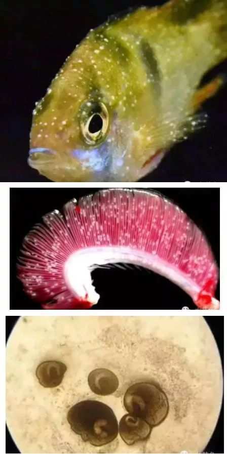 常見病鸚鵡魚有哪些_鸚鵡魚的病_鸚鵡魚常見病