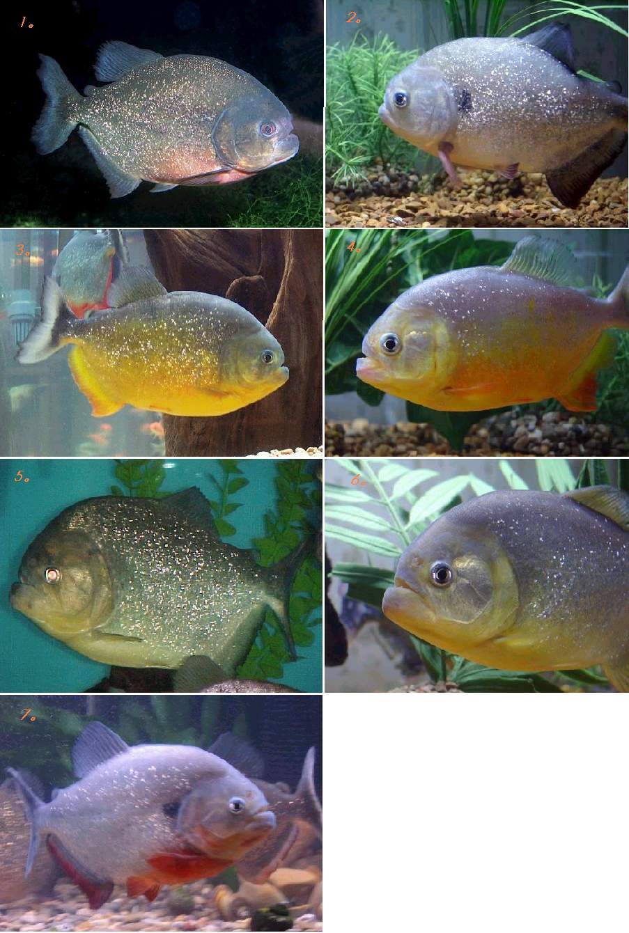鯧魚多少錢一斤_鯧魚多少錢一斤_鯧魚多少錢一斤