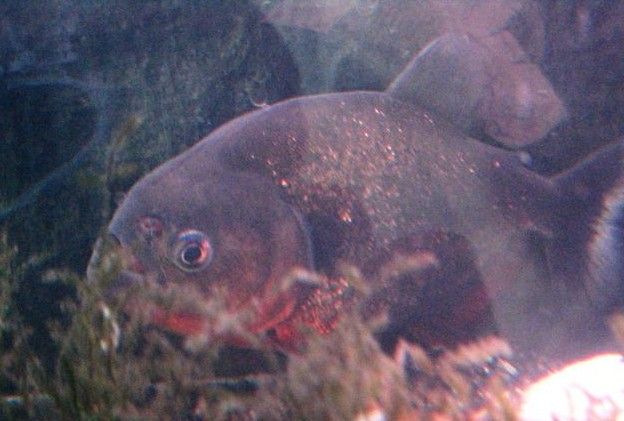 鯧魚多少錢一斤_鯧魚多少錢一斤_鯧魚多少錢一斤