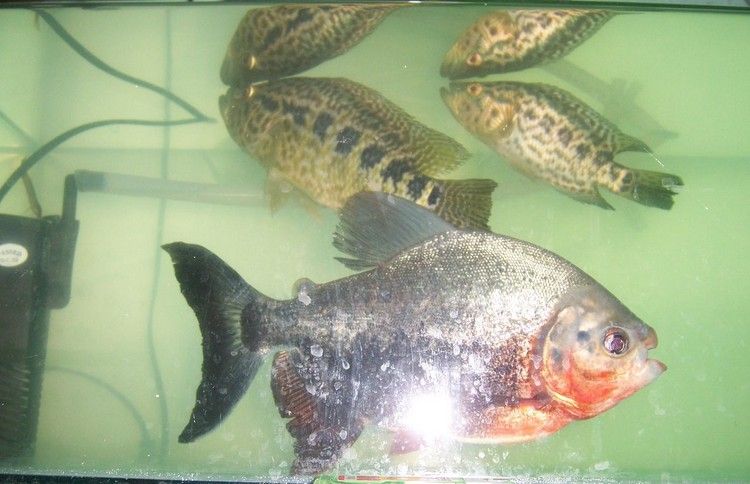 鯧魚多少錢一斤_鯧魚多少錢一斤_鯧魚多少錢一斤