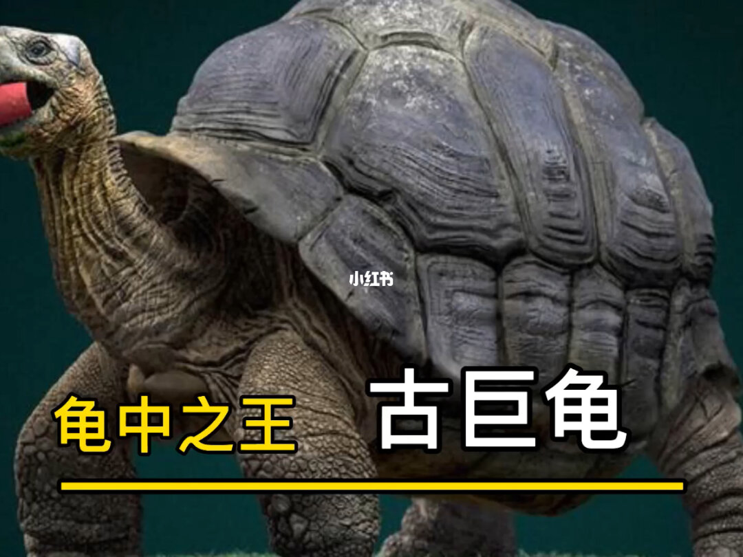 大烏龜小烏龜手指游戲_大烏龜小烏龜律動游戲_最大的烏龜