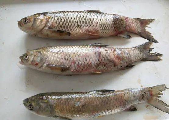 鸚鵡魚的病_鸚鵡魚常見病_鸚鵡魚疾病常見疾病