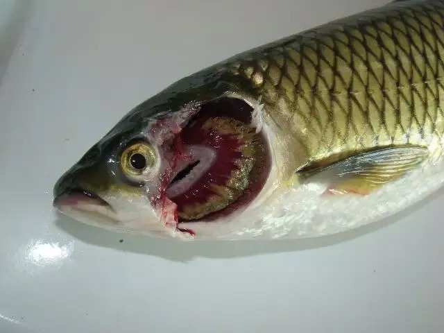 常見病鸚鵡魚有哪些_鸚鵡魚常見病_常見病鸚鵡魚圖片大全